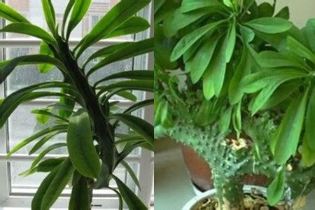 玉麒麟植物|玉麒麟植物怎么养